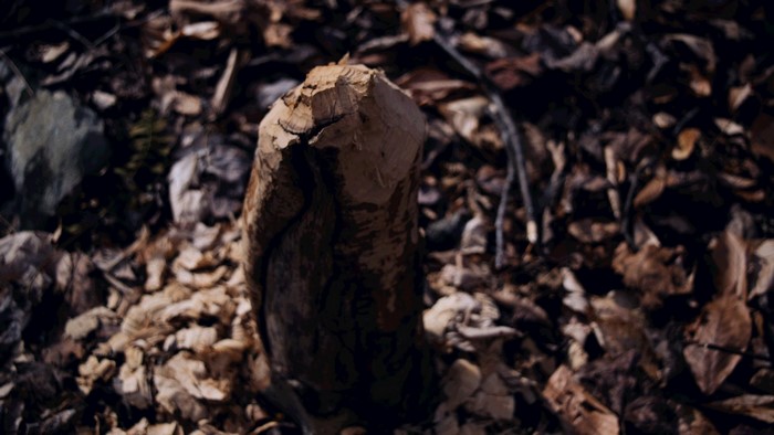 Tree stump with gnaw marks in a forest floor
