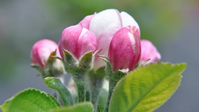 Close up of pink and white apple blossoms and green leaves