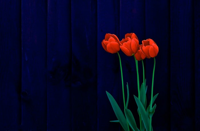 Red tulips against a dark blue wooden background