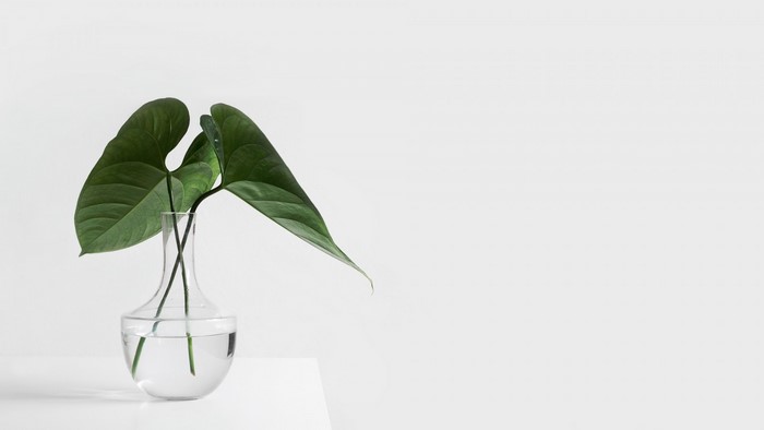 Green leaves in a glass vase on a white table