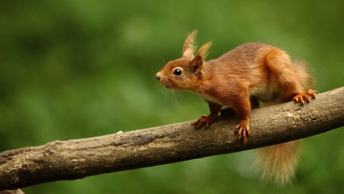 Red squirrel on a tree branch with green background