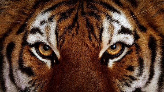 Close up of a tiger's face and eyes