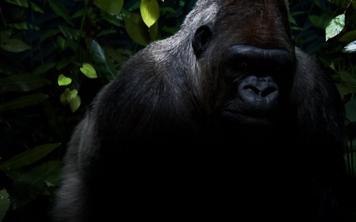 Close-up of a Western Gorilla in a dark jungle