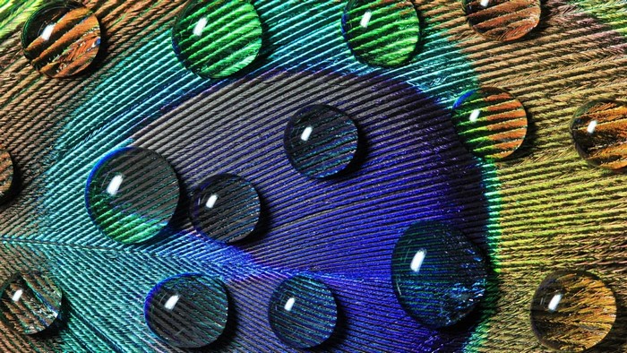 Close-up of Colorful Peacock Feathers with Water Drops