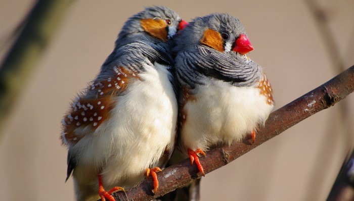 Two zebra finches perched on a branch