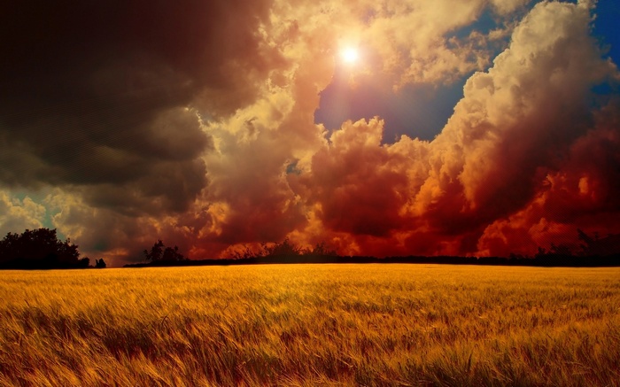 Golden field under stormy, colorful clouds