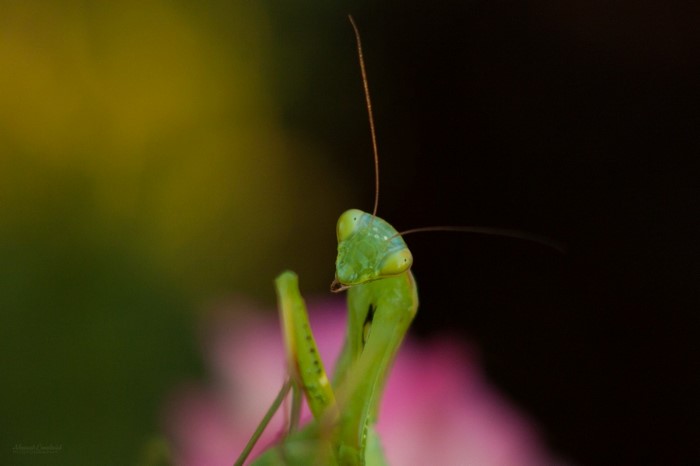 Close-up macro photograph of a green praying mantis