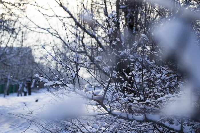 Snow covered branches in sunlight