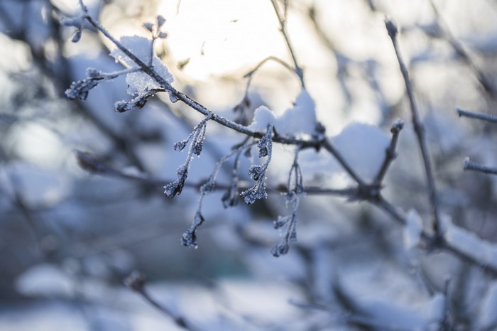 Close-up of snow-covered branches with frost