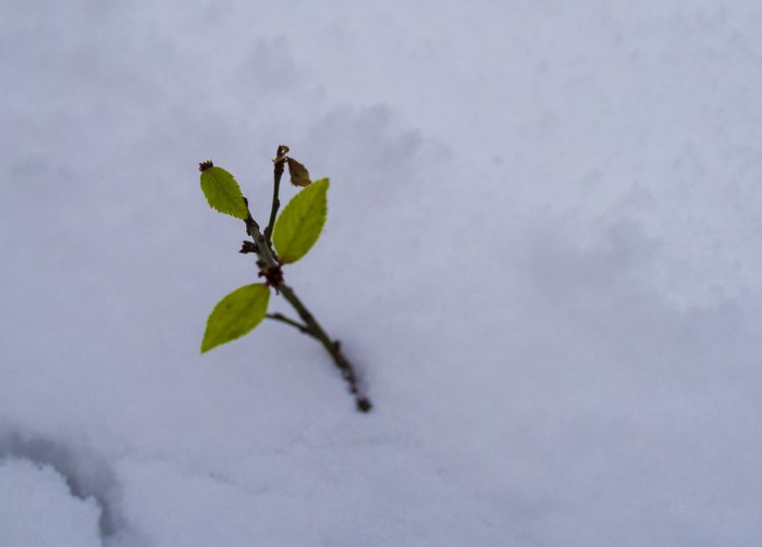A delicate branch with green leaves emerges from the snow