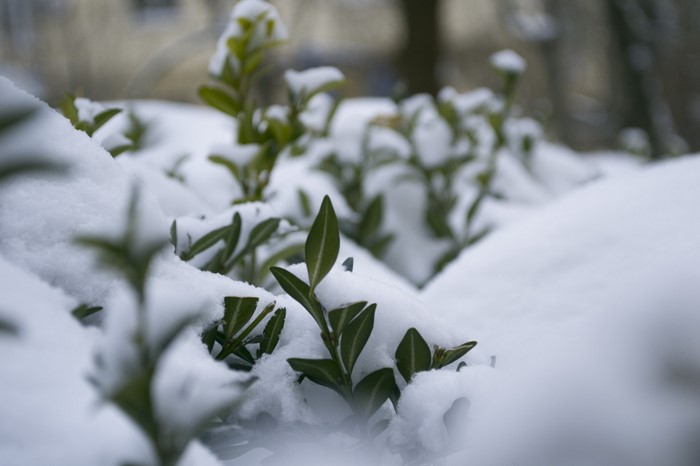Green leaves covered in snow