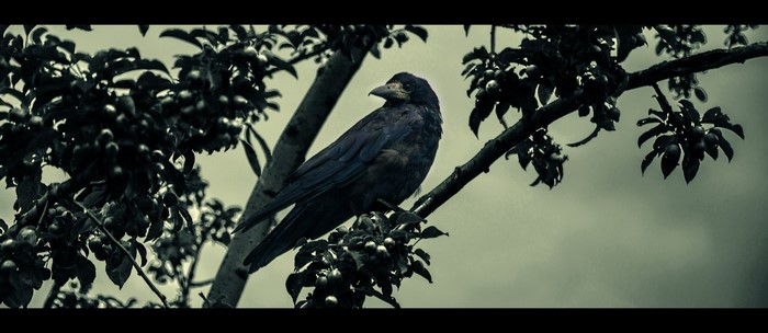 Raven perched on a branch with berries
