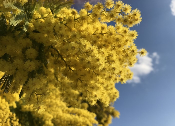 Yellow mimosa blossoms against a blue sky