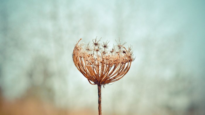 Close-up of a dried Queen Anne's Lace flower