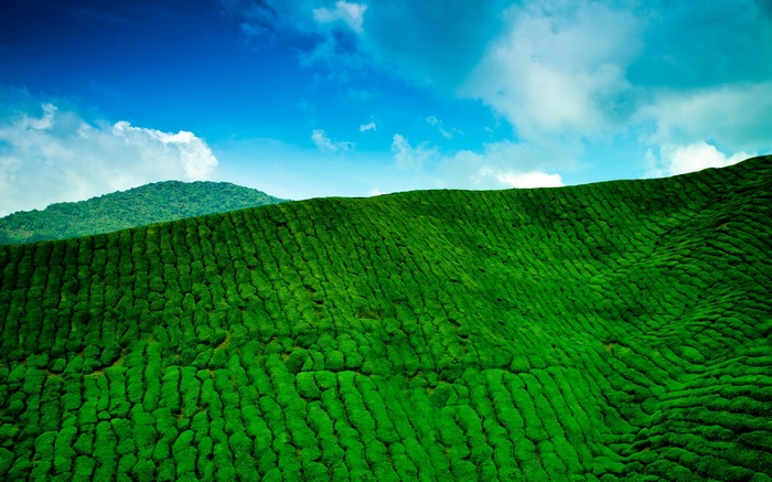 Rolling green tea plantation under a blue sky