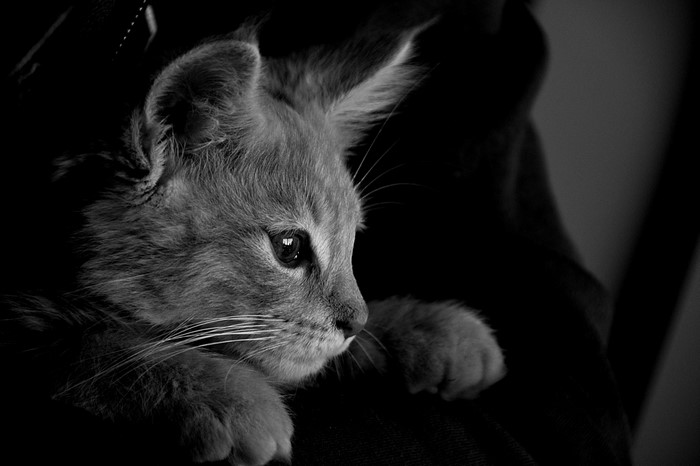 Close-up of a kitten's face in black and white