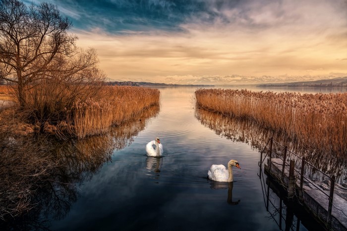 Two swans swim in a lake with reeds and mountains