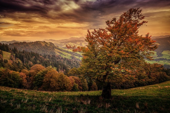 Autumn landscape with tree and mountains at sunset