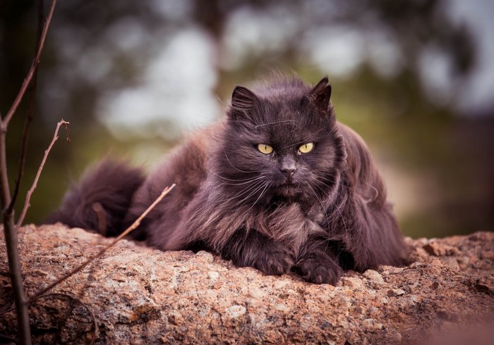 Majestic Black Long-Haired Cat on Rock
