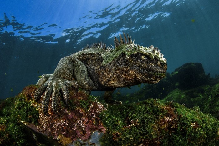 Marine Iguana Underwater on Coral Reef