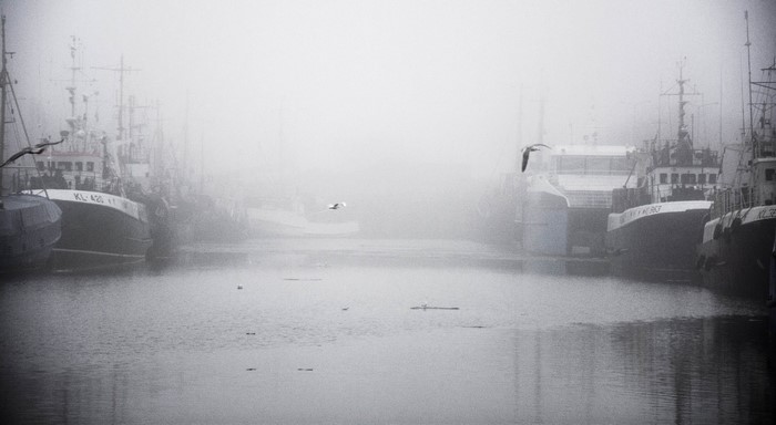 Boats in a foggy harbor with seagulls