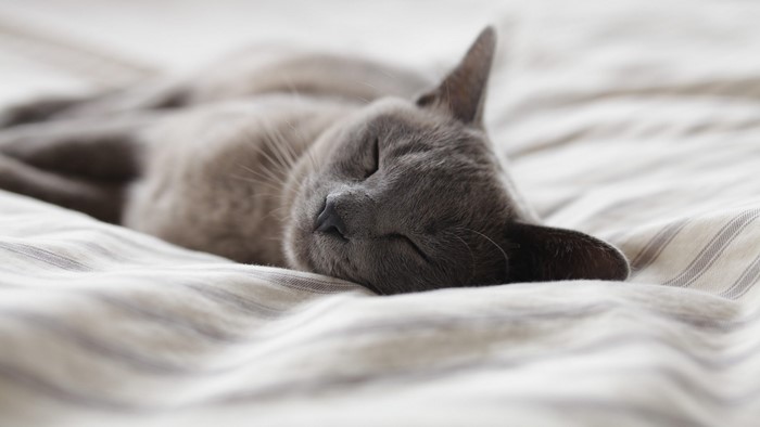 Gray cat sleeping on a striped bed