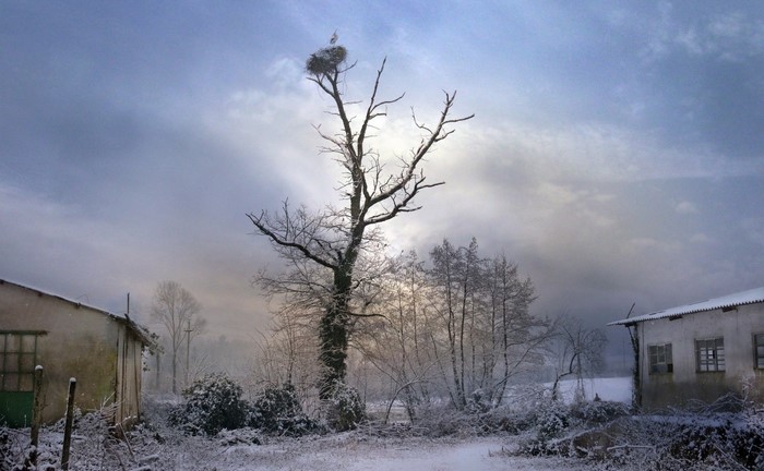 Stork nest on a bare tree in a snowy rural landscape