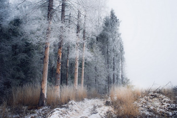 Frost-covered trees in a winter forest landscape
