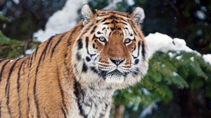 Tiger in a snowy forest