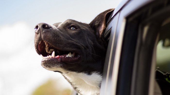 Dog with head out of car window