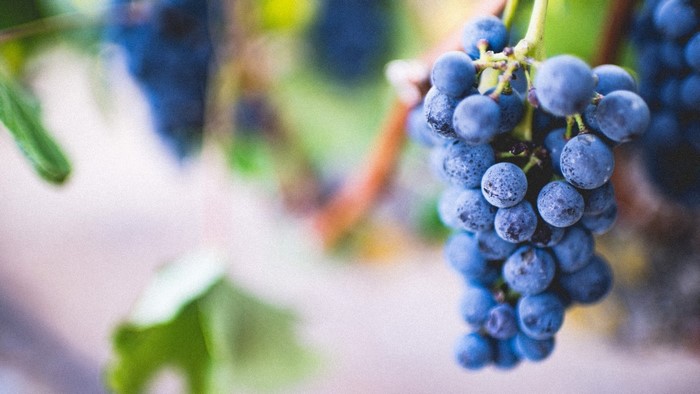 Close-up of a bunch of ripe blue grapes on a vine