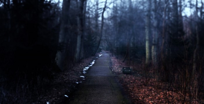 A dark forest path in winter