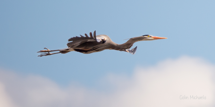 Graceful Heron in Flight Against Blue Sky