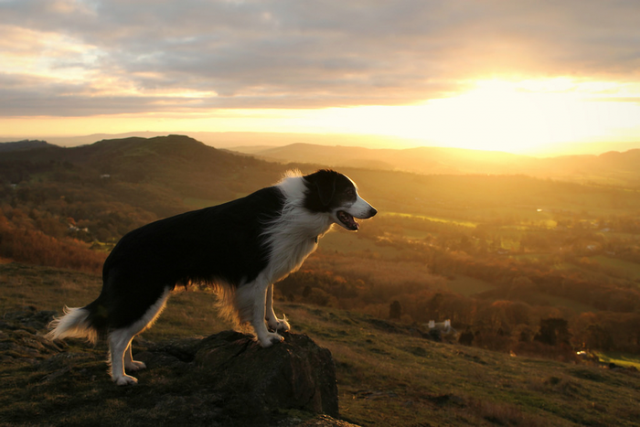 Border Collie dog on a rock at sunset