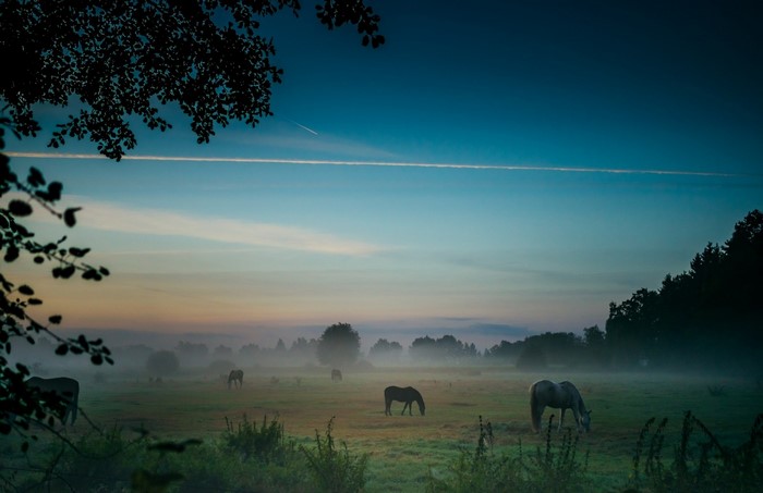 Horses in a misty field at dawn with contrails in the sky