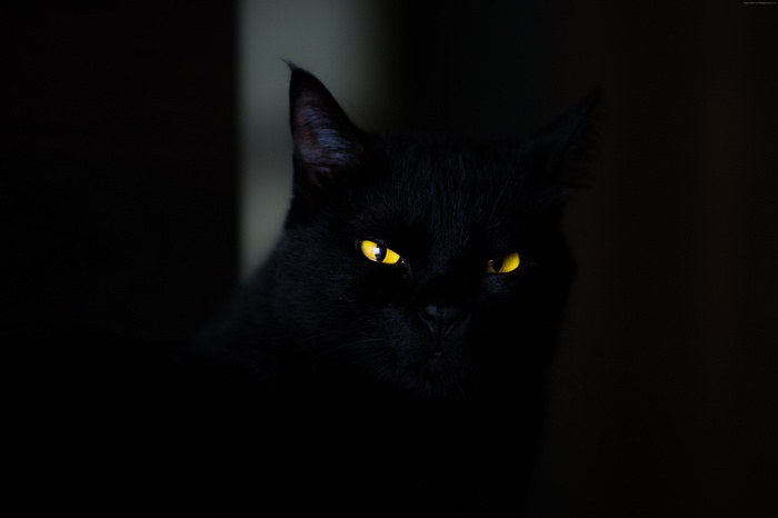 Black cat with yellow eyes