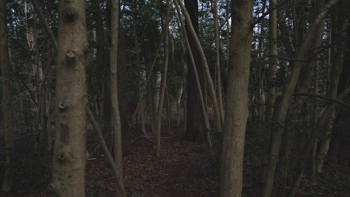 A dark forest with tall trees and fallen leaves