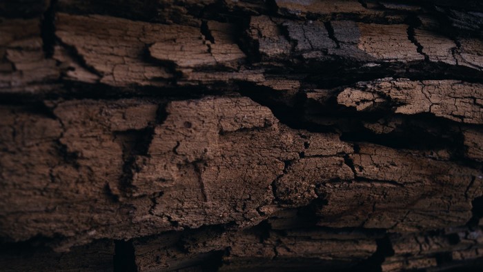 Close-up of rough, cracked wood texture