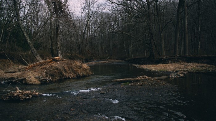 A dark forest with a stream flowing through it