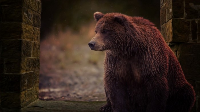 Solitary Grizzly Bear in Natural Habitat