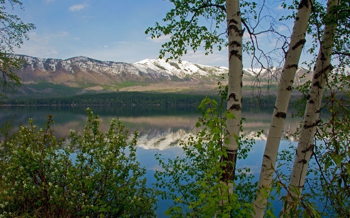 Lake with snow-capped mountains and birch trees