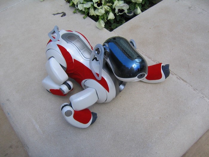 Sony AIBO robot dog on a patio