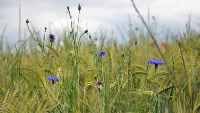 Blue cornflowers in a field of wheat