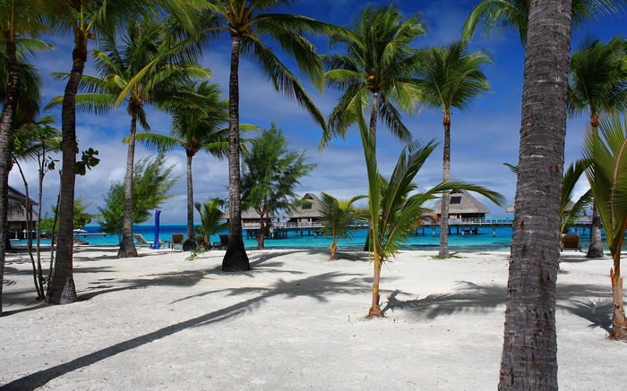 Overwater bungalows and palm trees on a tropical beach