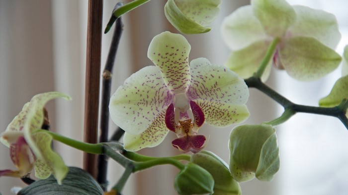 Close-up of a spotted orchid flower with buds