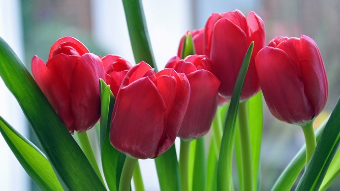 Red tulips with green leaves