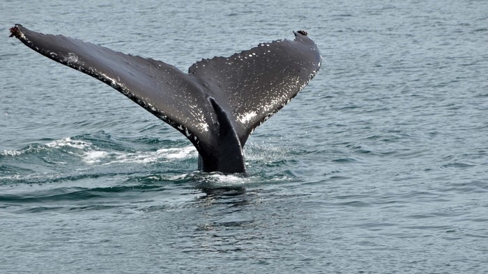 Humpback whale tail flukes dive into the ocean