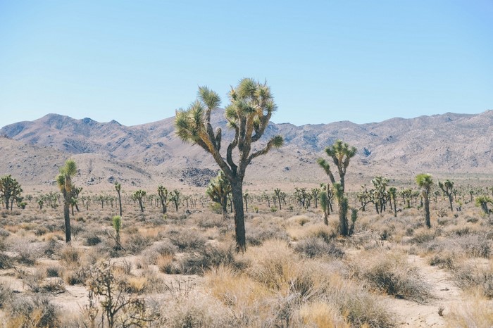 Joshua Trees in a Desert Landscape with Mountains