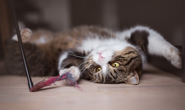 Tabby cat playing with a toy on the floor