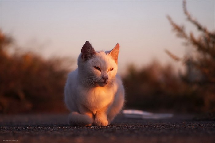 White cat sitting on asphalt during sunset